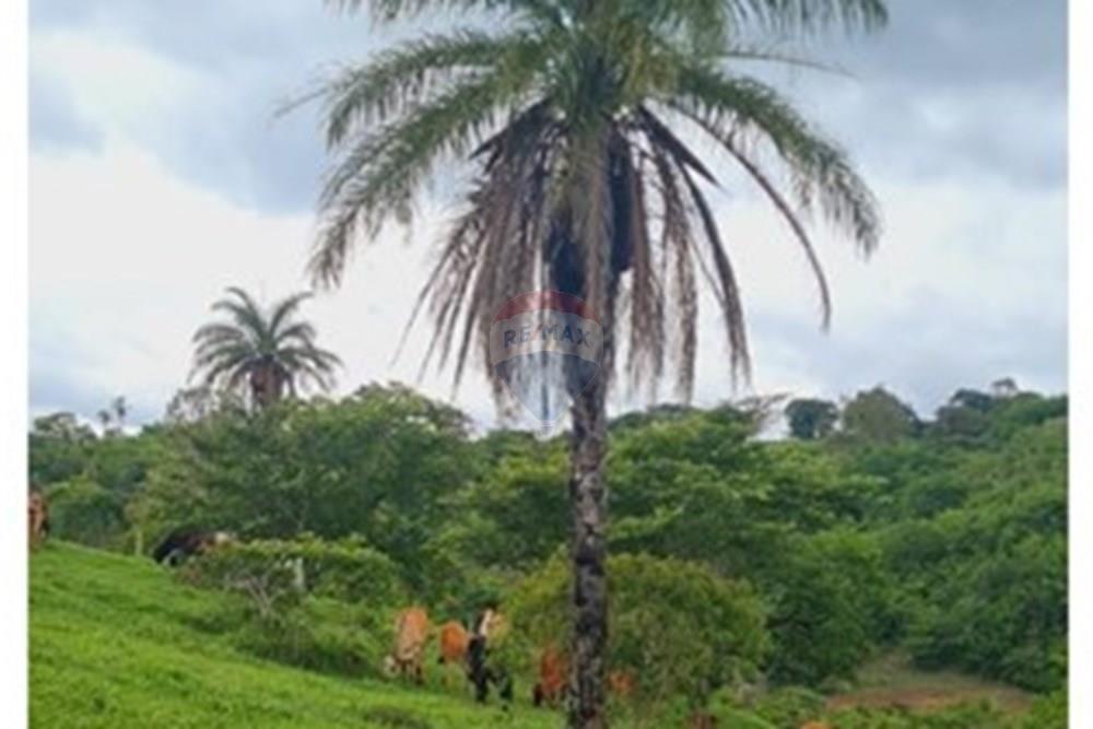 Fazenda - Venda - Pedro Leopoldo , Minas Gerais - WhatsApp Image 2025-12-11 at 15.16.57.jpeg - 870411117-34