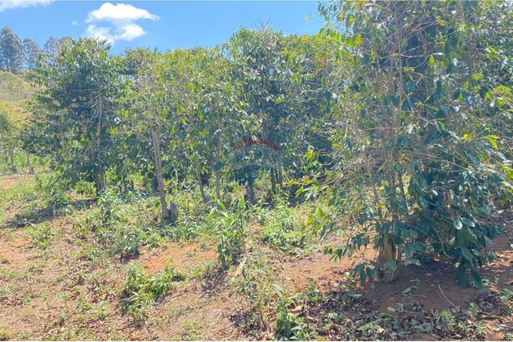 Chácara / Sítio / Fazenda - Venda - Casa Grande , Minas Gerais - WhatsApp Image 2025-11-10 at 11.27.37.jpeg - 870411117-20