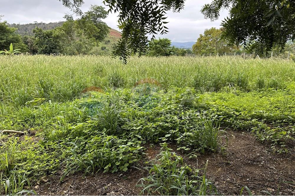 Chácara / Sítio / Fazenda - Venda - Ipanema , Minas Gerais - 6_image_6_watermark_ter._23122025_141228.jpg - 870451001-159