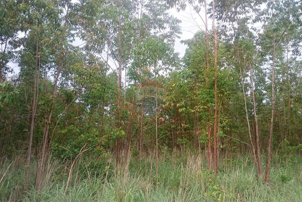 Fazenda - Venda - Inimutaba , Minas Gerais - 20260127_165341.jpg - 870411101-21