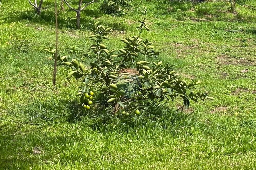 Chácara / Sítio / Fazenda - Venda - Alpercata , Minas Gerais - 18.jpeg - 870671001-168