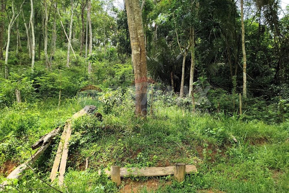 Chácara / Sítio / Fazenda - Venda - Taparuba , Minas Gerais - 2_image_2_watermark_ter._17022026_130808.jpg - 870451001-165
