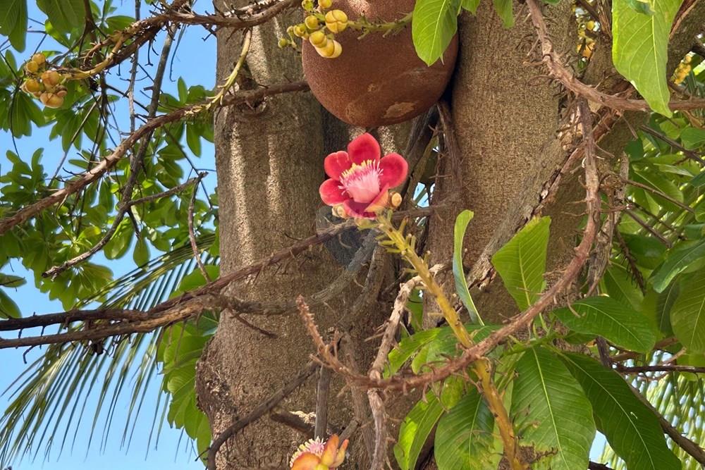 Chácara / Sítio / Fazenda - Venda - Alpercata , Minas Gerais - 22.jpeg - 870671001-168