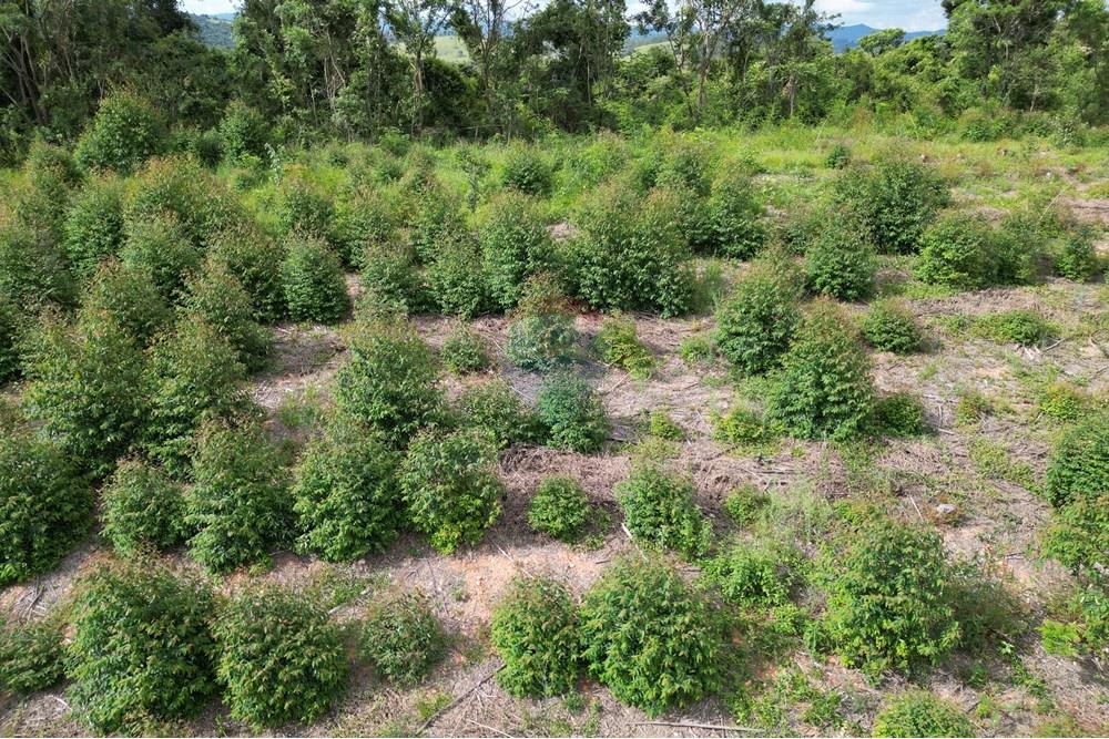 Fazenda - Venda - Caconde , São Paulo - DJI_0016.JPG - 870361041-102