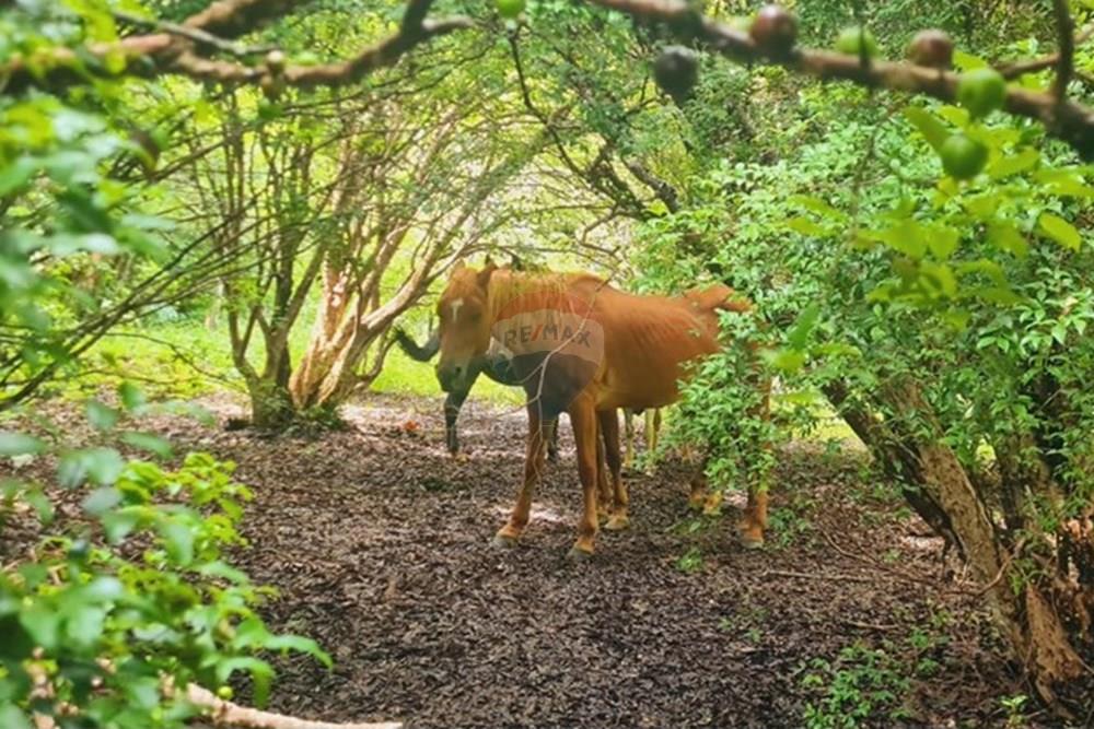 Fazenda - Venda - Pedro Leopoldo , Minas Gerais - WhatsApp Image 2025-12-11 at 16.48.23.jpeg - 870411117-34