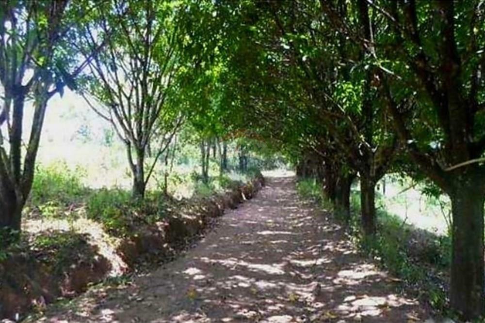 Terreno - Venda - Nova Lima , Minas Gerais - Foto terreno Campo do Pires 6.jpeg - 870241097-38