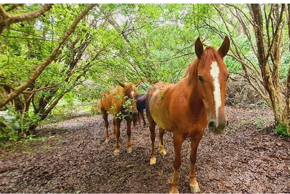 Fazenda - Venda - Pedro Leopoldo , Minas Gerais - WhatsApp Image 2025-12-11 at 16.48.14.jpeg - 870411117-34