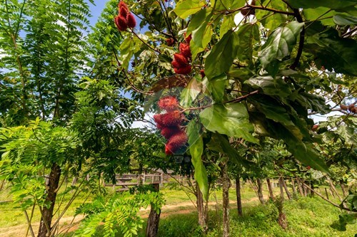 Slider Image Thumbnail