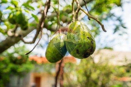 Slider Image Thumbnail