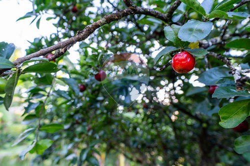 Slider Image Thumbnail