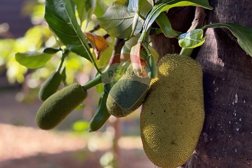 Slider Image Thumbnail