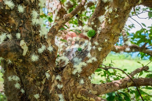 Slider Image Thumbnail