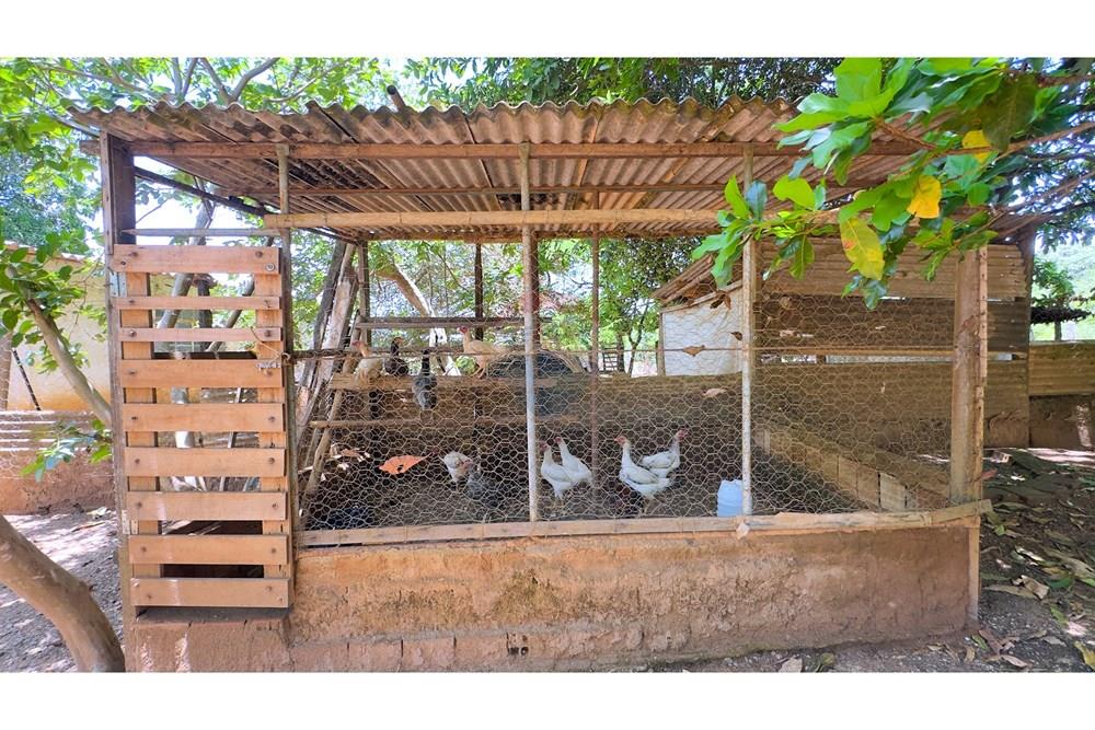 Chácara / Sítio / Fazenda - Venda - Cocalzinho de Goiás , Goiás - IMG_3386.jpg - 880341129-15