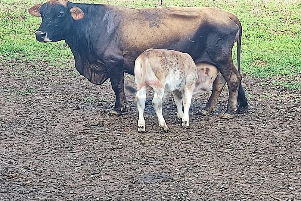 Chácara / Sítio / Fazenda - Venda - Formosa , Goiás - WhatsApp Image 2026-02-02 at 14.26.46.jpeg - 880231017-86