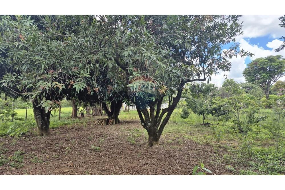 Chácara / Sítio / Fazenda - Venda - Sobradinho , Distrito Federal - WhatsApp Image 2026-03-23 at 15.10.20.jpeg - 880431021-2