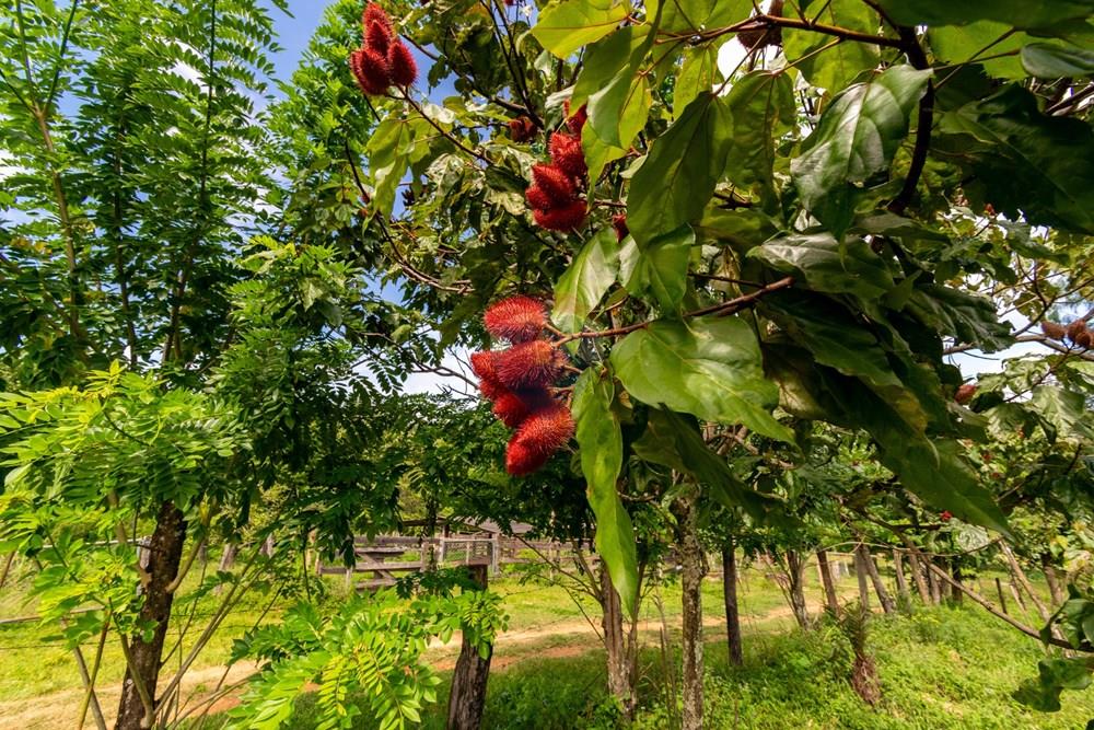 Chácara / Sítio / Fazenda - Venda - Planaltina , Distrito Federal - DSC_6645.jpg - 880341026-72