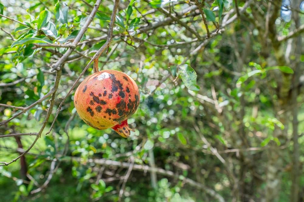 Casa - Venda - Brasília , Distrito Federal - DSC04935.jpg - 880221014-149