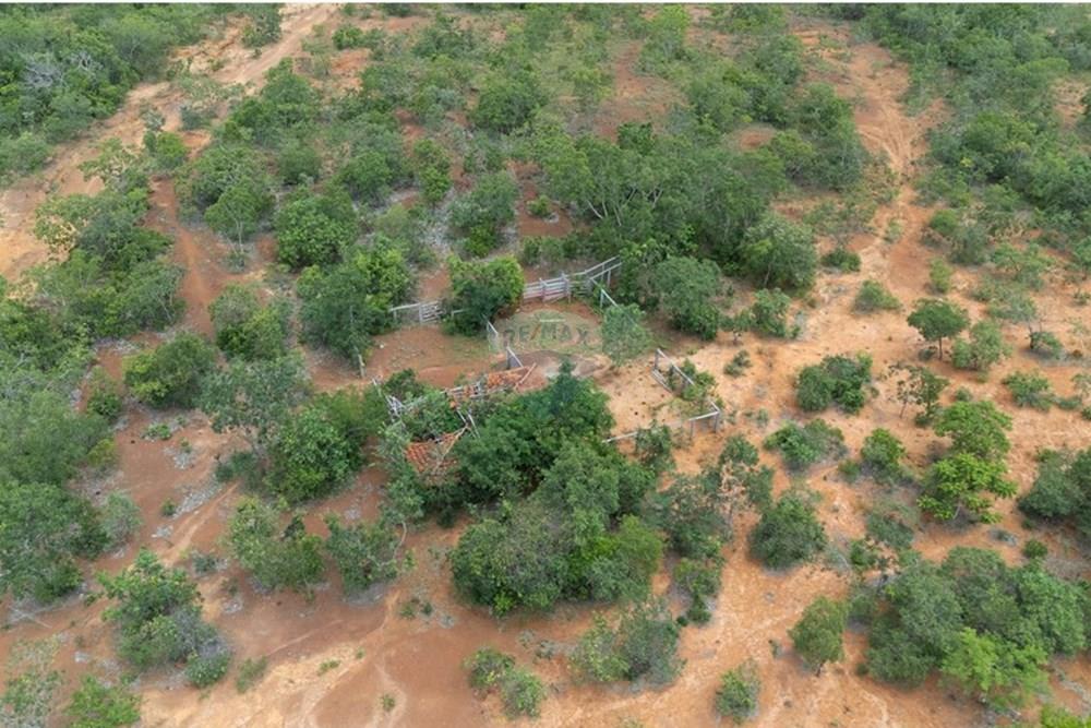 Chácara / Sítio / Fazenda - Venda - Buritis , Minas Gerais - DJI_20260201114014_0163_D.jpg - 880461004-155