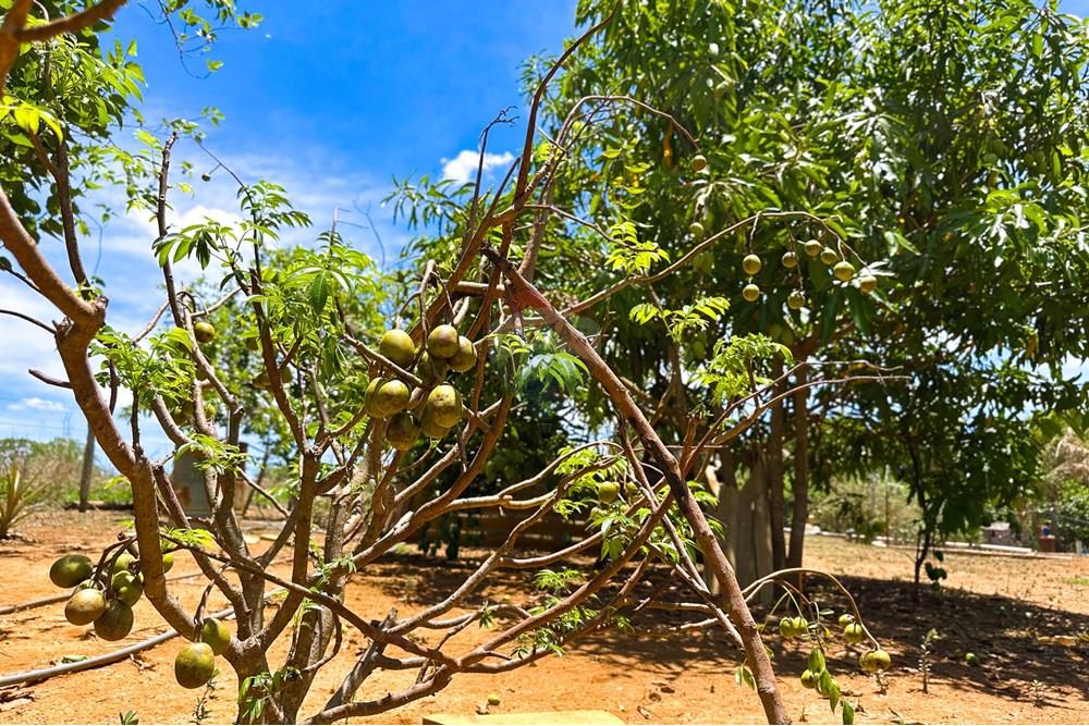 Chácara / Sítio / Fazenda - Venda - Cocalzinho de Goiás , Goiás - IMG_3394.jpg - 880341129-15