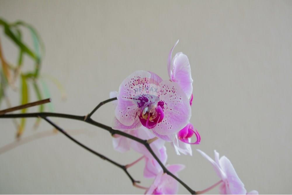 Cobertura - Venda - Brasília , Distrito Federal - Detalhe - 014.jpg - 880251001-46