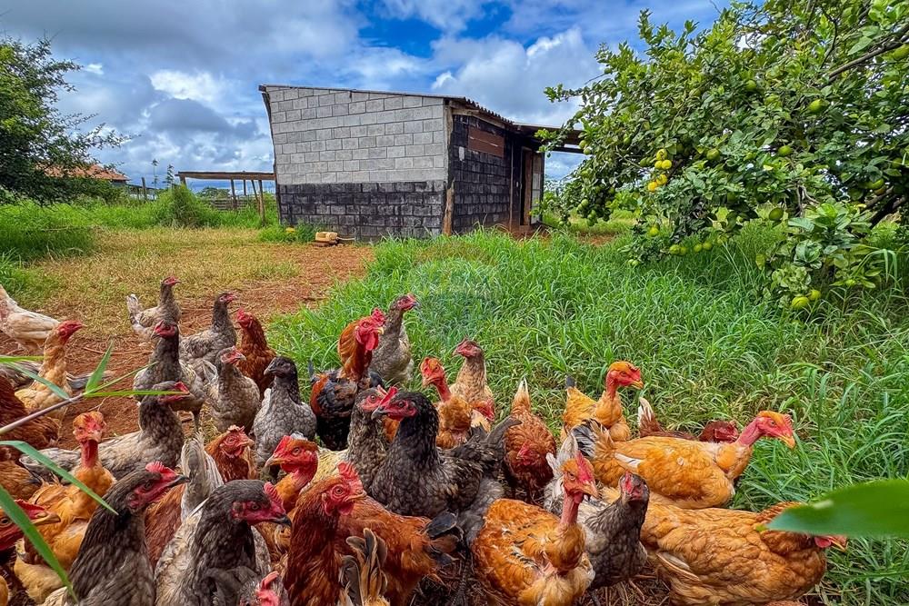 Chácara / Sítio / Fazenda - Venda - Sobradinho II , Distrito Federal - IMG_2706.jpg - 880111107-15