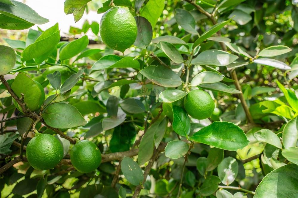 Casa - Venda - Brasília , Distrito Federal - DSC04938.jpg - 880221014-149