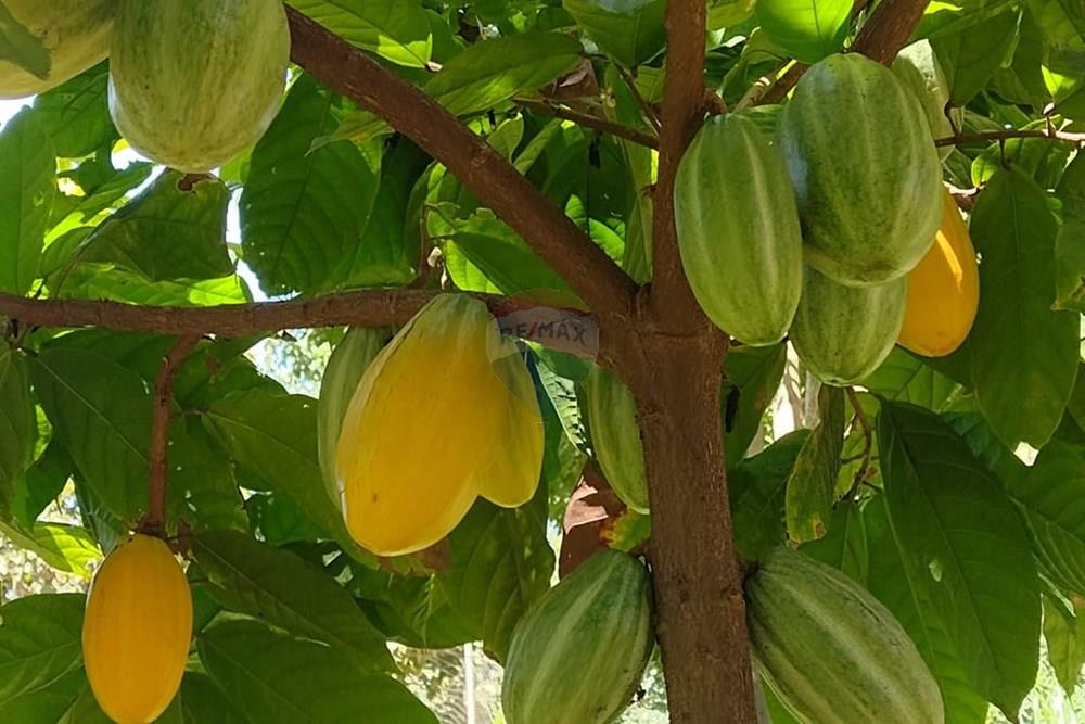 Chácara / Sítio / Fazenda - Venda - Formosa , Goiás - WhatsApp Image 2026-02-02 at 14.27.04.jpeg - 880231017-86