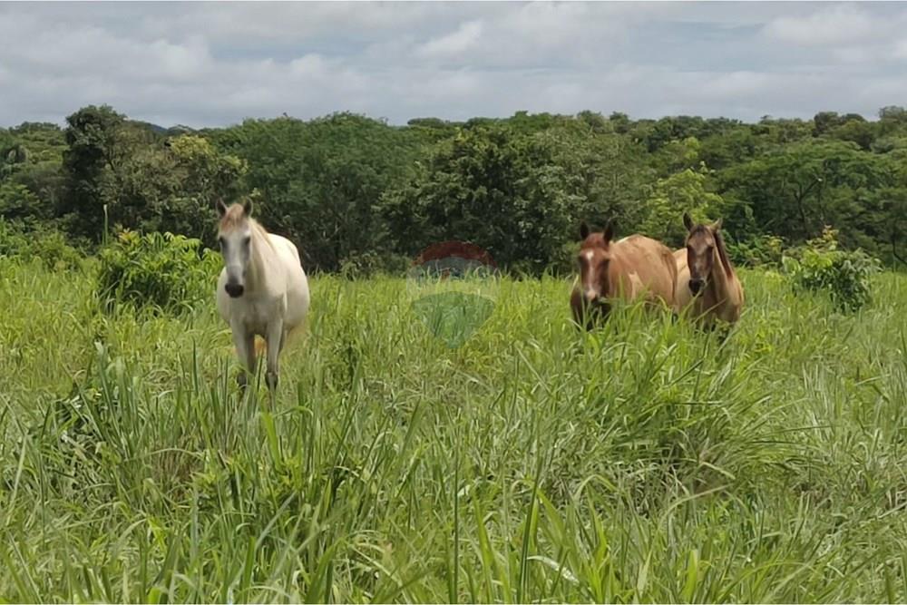 Chácara / Sítio / Fazenda - Venda - Formosa , Goiás - WhatsApp Image 2026-02-02 at 14.22.17.jpeg - 880231017-86