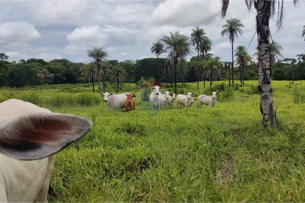 Chácara / Sítio / Fazenda - Venda - Formosa , Goiás - WhatsApp Image 2026-02-02 at 14.22.13.jpeg - 880231017-86