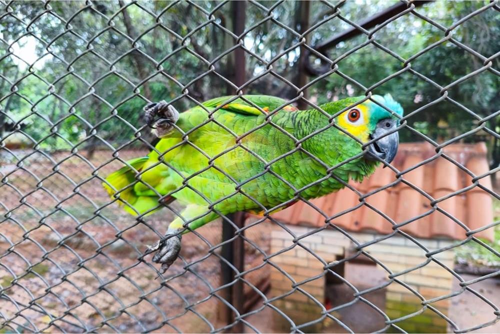 Chácara / Sítio / Fazenda - Venda - Formosa , Goiás - WhatsApp Image 2026-01-28 at 12.04.52 (2).jpeg - 880231017-86