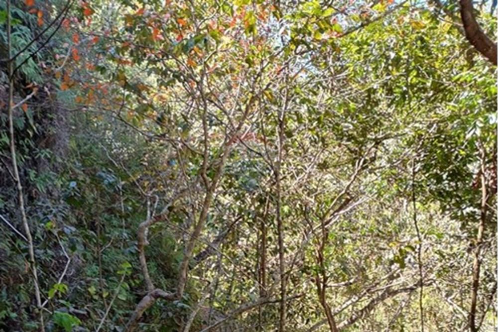 Chácara / Sítio / Fazenda - Venda - Luziânia , Goiás - Imagem do WhatsApp de 2025-06-26 à(s) 23.13.20_004e9c2c.jpg - 880231017-81