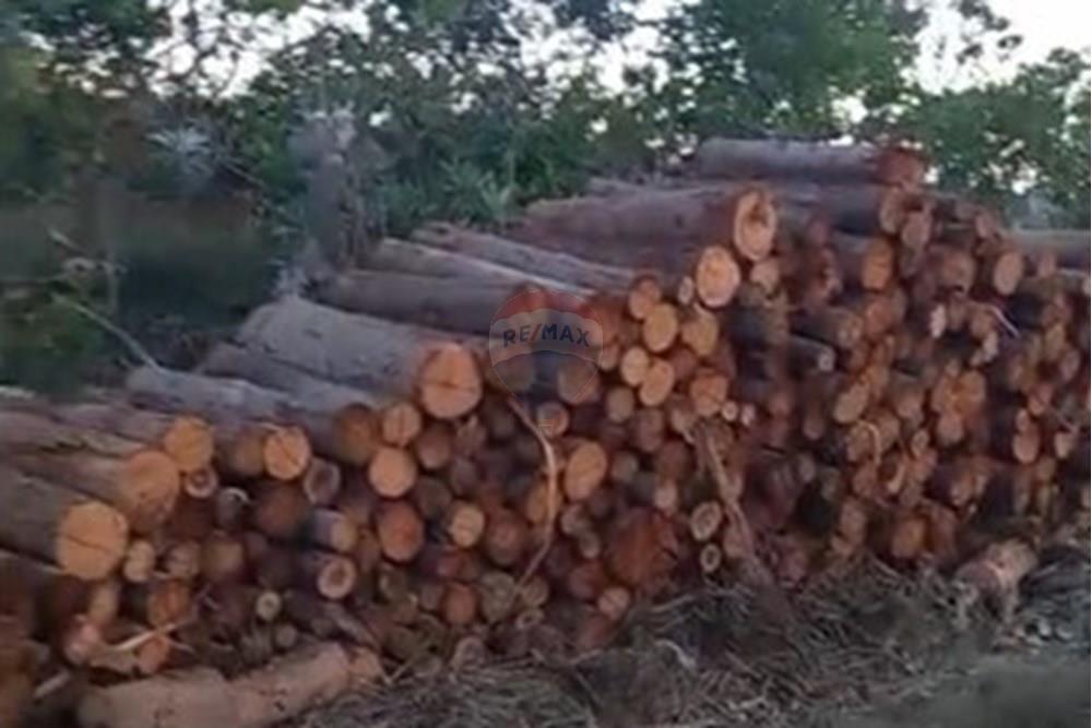 Chácara / Sítio / Fazenda - Venda - Água Fria de Goiás , Goiás - IMG-20250523-WA0249.jpg - 880231017-84