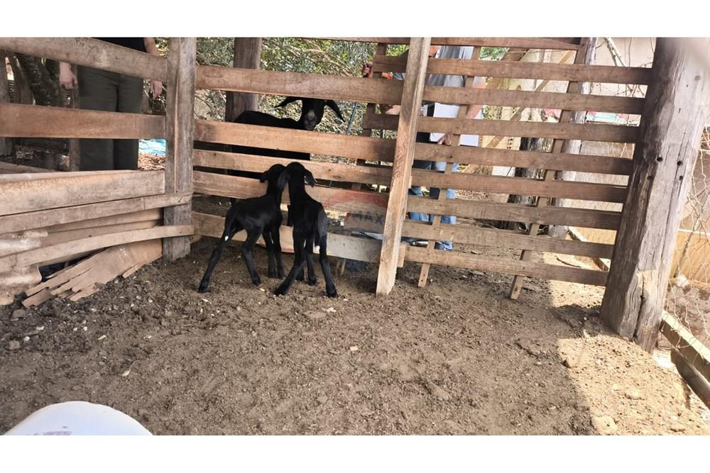 Chácara / Sítio / Fazenda - Venda - Cocalzinho de Goiás , Goiás - WhatsApp Image 2025-10-27 at 13.02.39.jpeg - 880341129-15