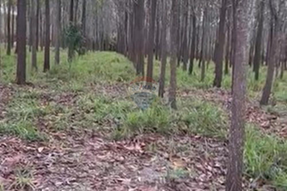 Chácara / Sítio / Fazenda - Venda - Água Fria de Goiás , Goiás - IMG-20250523-WA0241.jpg - 880231017-84