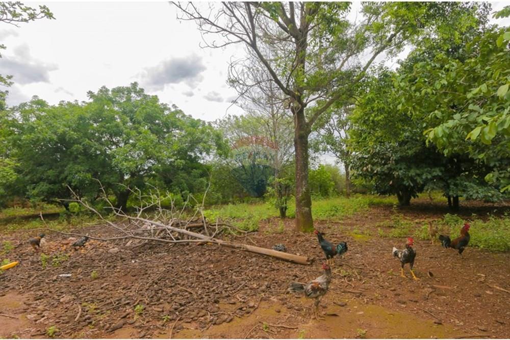 Chácara / Sítio / Fazenda - Venda - Gama , Distrito Federal - 001.jpg - 880241072-5