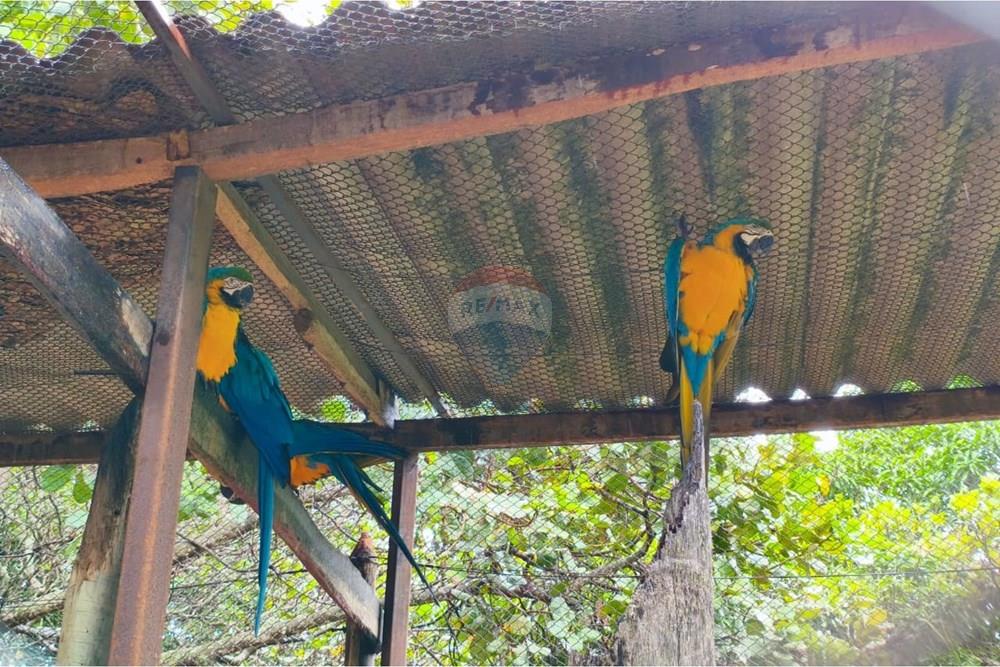 Chácara / Sítio / Fazenda - Venda - Formosa , Goiás - WhatsApp Image 2026-01-28 at 12.04.53.jpeg - 880231017-86