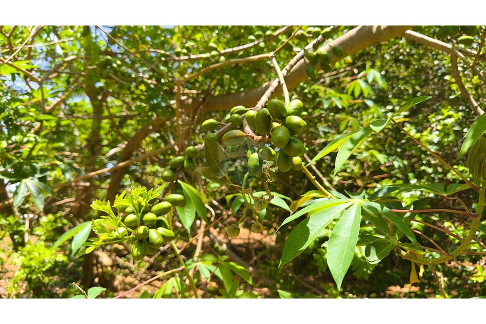 Chácara / Sítio / Fazenda - Venda - Cocalzinho de Goiás , Goiás - IMG_3391.jpg - 880341129-15