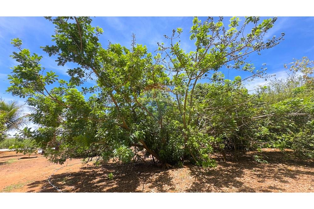 Chácara / Sítio / Fazenda - Venda - Cocalzinho de Goiás , Goiás - IMG_3370.jpg - 880341129-15