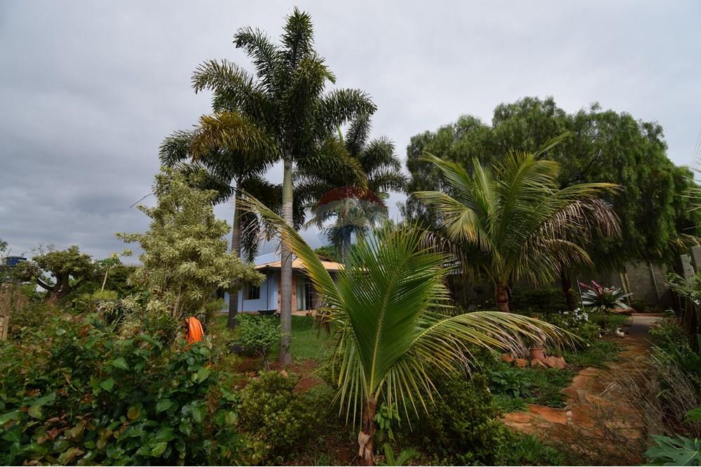 Casa - Alugar - Brasília , Distrito Federal - Jardim - árvores frutíferas - 14.JPG - 880151004-218