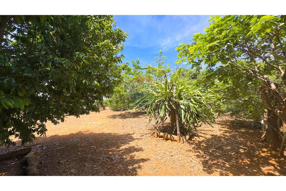 Chácara / Sítio / Fazenda - Venda - Cocalzinho de Goiás , Goiás - IMG_3374.jpg - 880341129-15