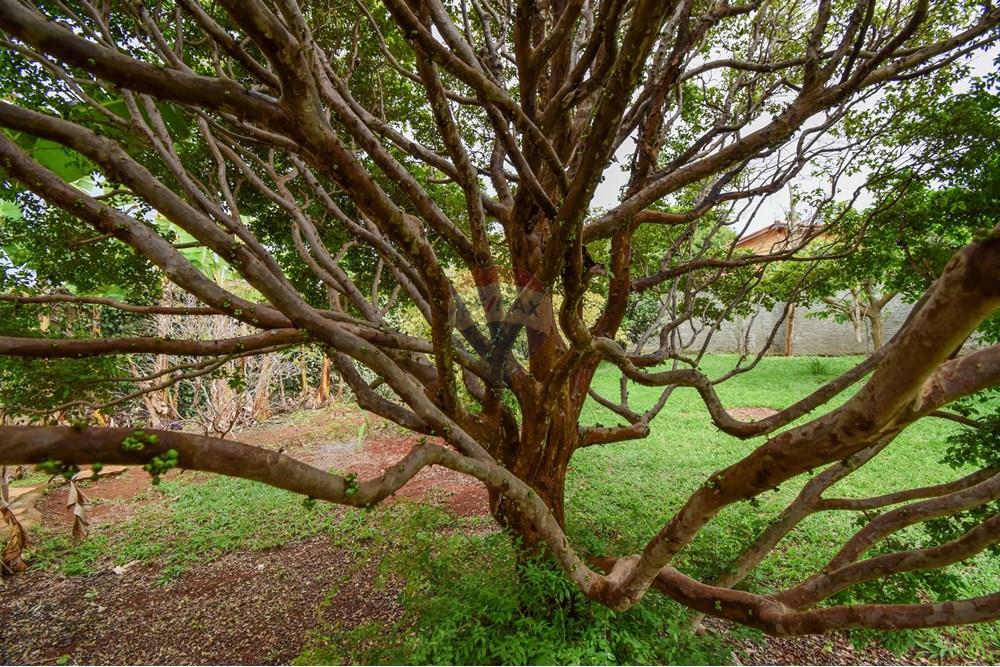 Casa - Alugar - Brasília , Distrito Federal - Jardim - árvores frutíferas - 9.JPG - 880151004-218
