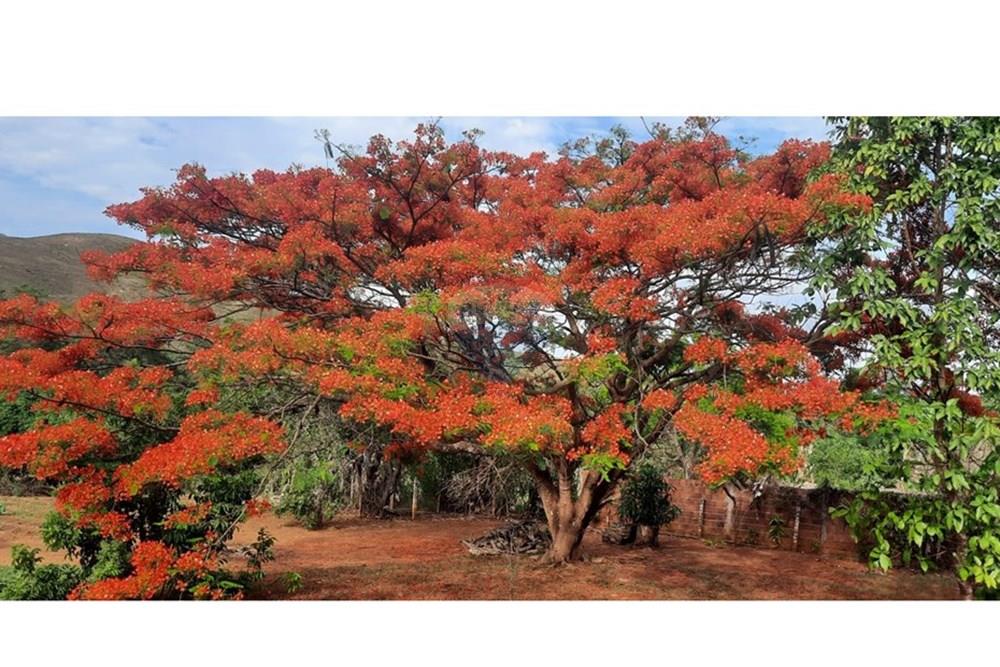 Chácara / Sítio / Fazenda - Venda - Paranoa , Distrito Federal - WhatsApp Image 2026-02-19 at 15.14.25.jpeg - 880341160-4