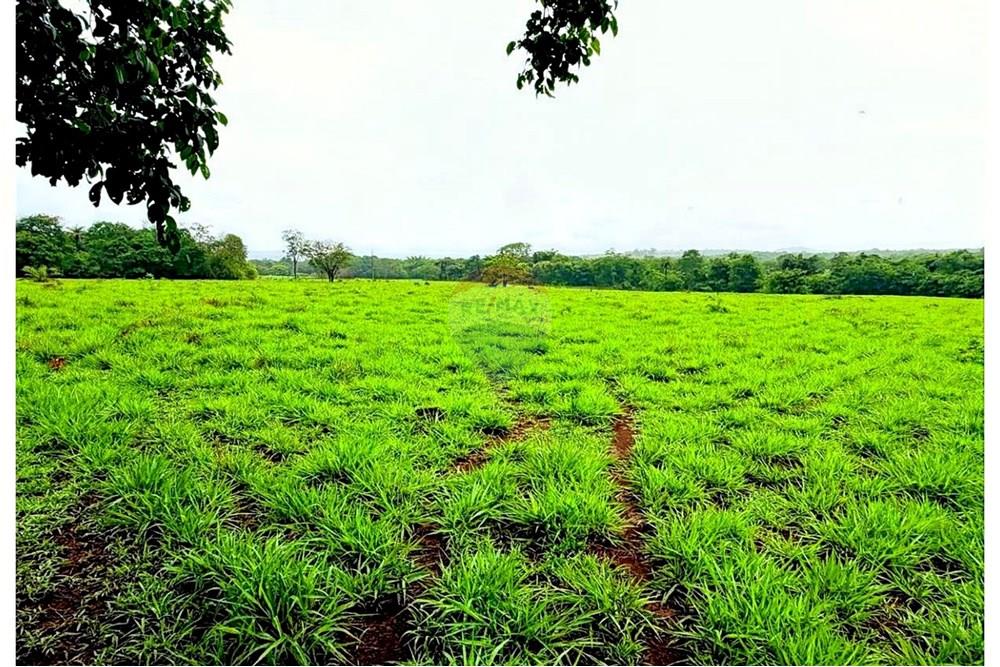 Fazenda - Venda - Cabeceiras , Goiás - ILIST_3x2_Imagem7 - Pasto Esquerda.jpg - 880241072-4