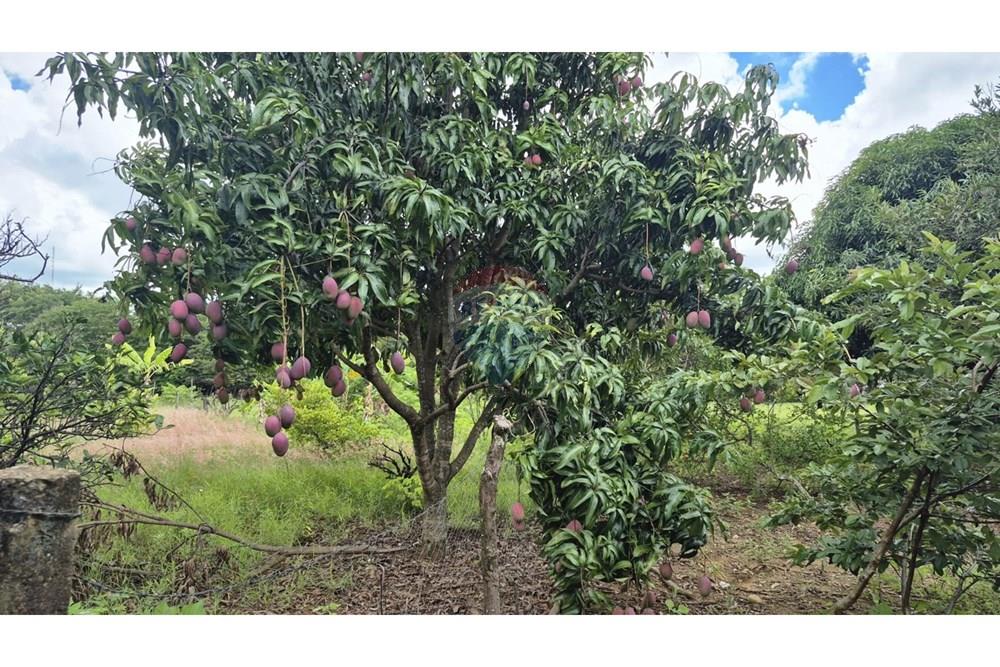 Chácara / Sítio / Fazenda - Venda - Sobradinho , Distrito Federal - WhatsApp Image 2026-03-23 at 15.10.16.jpeg - 880431021-2