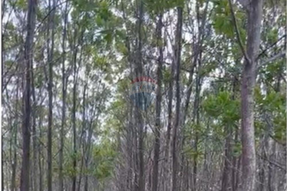 Chácara / Sítio / Fazenda - Venda - Água Fria de Goiás , Goiás - IMG-20250523-WA0245.jpg - 880231017-84