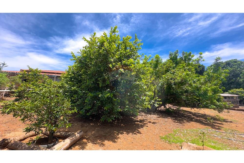 Chácara / Sítio / Fazenda - Venda - Cocalzinho de Goiás , Goiás - IMG_3367.jpg - 880341129-15