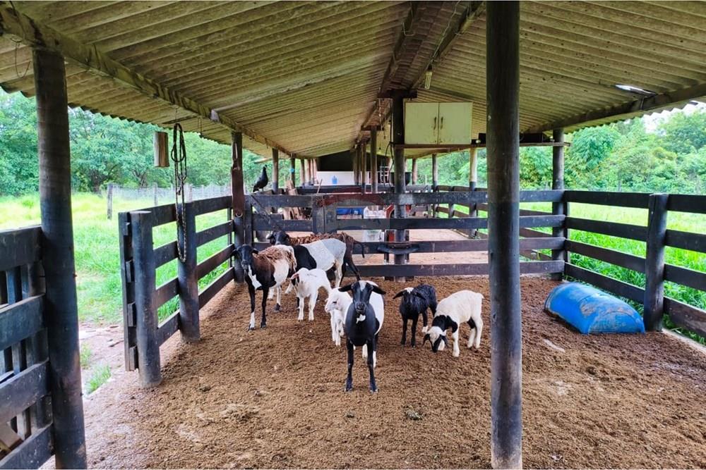 Chácara / Sítio / Fazenda - Venda - Formosa , Goiás - WhatsApp Image 2026-01-28 at 12.04.51 (2).jpeg - 880231017-86