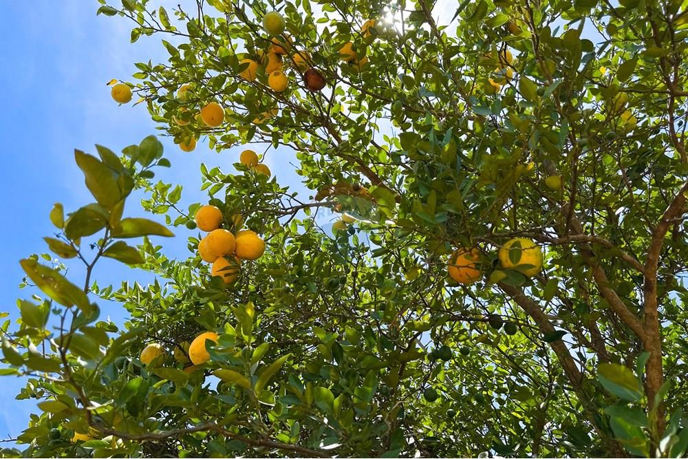 Chácara / Sítio / Fazenda - Venda - Cocalzinho de Goiás , Goiás - IMG_3395.jpg - 880341129-15