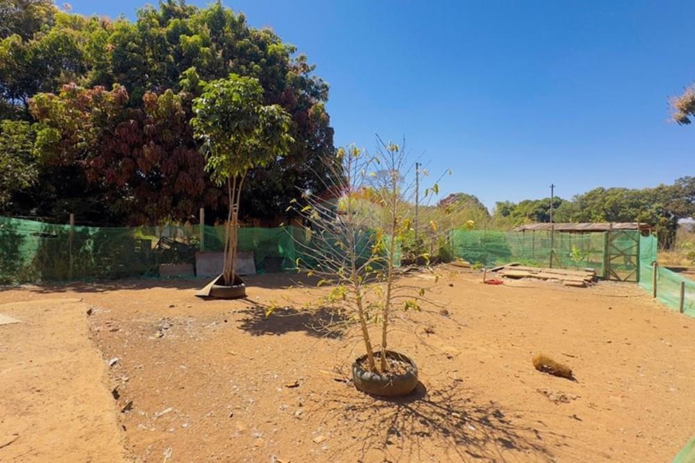 Chácara / Sítio / Fazenda - Venda - Sobradinho , Distrito Federal - IMG_8157.jpg - 880341174-3