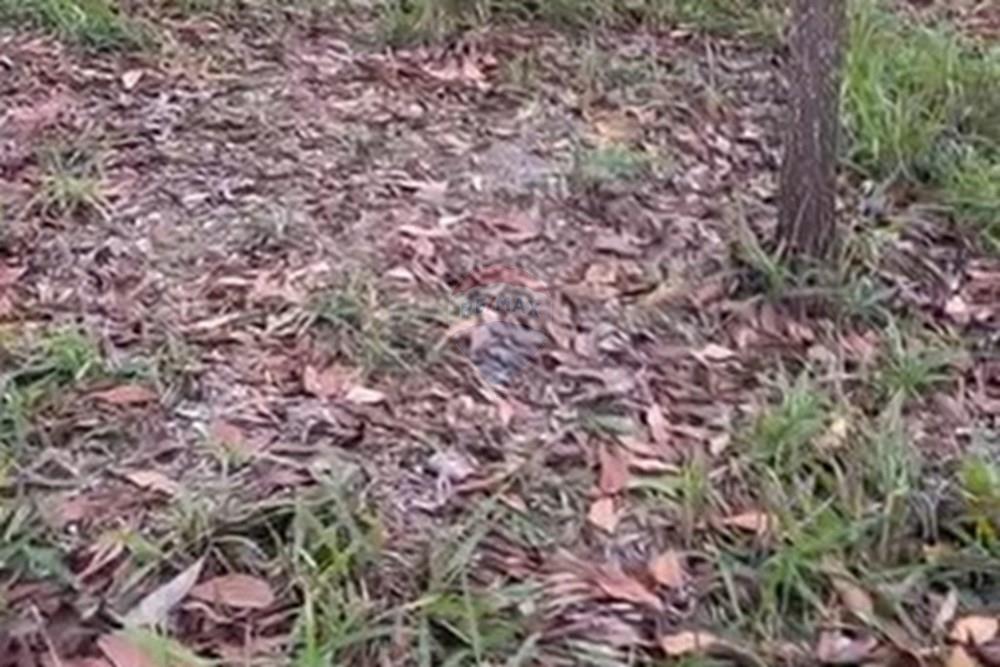 Chácara / Sítio / Fazenda - Venda - Água Fria de Goiás , Goiás - IMG-20250523-WA0245.jpg - 880231017-84